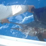 sailfish-1