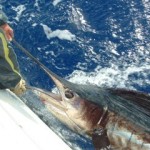 sailfish-photo-3