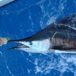 sailfish-photo-2-2
