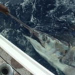blue-marlin-photo-14