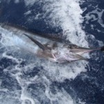 blue-marlin-11