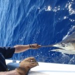 blue-marlin-13-4