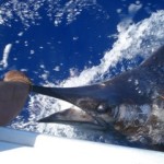blue-marlin-6