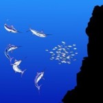 blue-marlin-feeding-behaviour