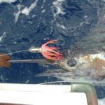 blue-marlin-photo-1