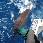 blue-marlin-photo-2