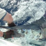 blue-marlin-photo-3