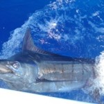 blue-marlin-photo-5