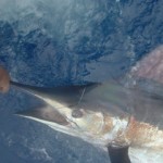 blue-marlin-photo-8