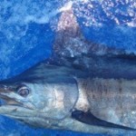 blue-marlin-photo-8b