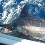 blue-marlin-photo