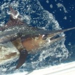 blue-marlin-photo-12