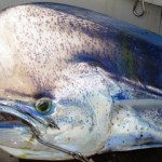 mahimahi-photo-6